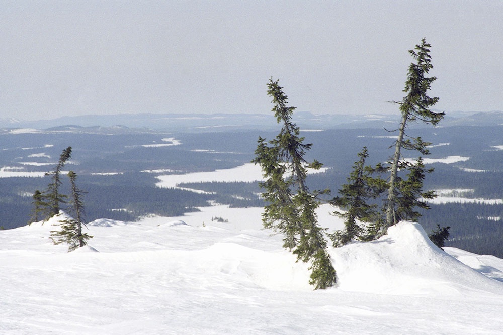 Зимний пейзаж в национальном парке "Паанаярви".
