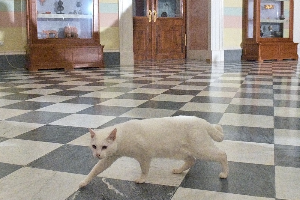 Эрмитажный кот-оракул Ахилл, Государственный Эрмитаж в Санкт-Петербурге.