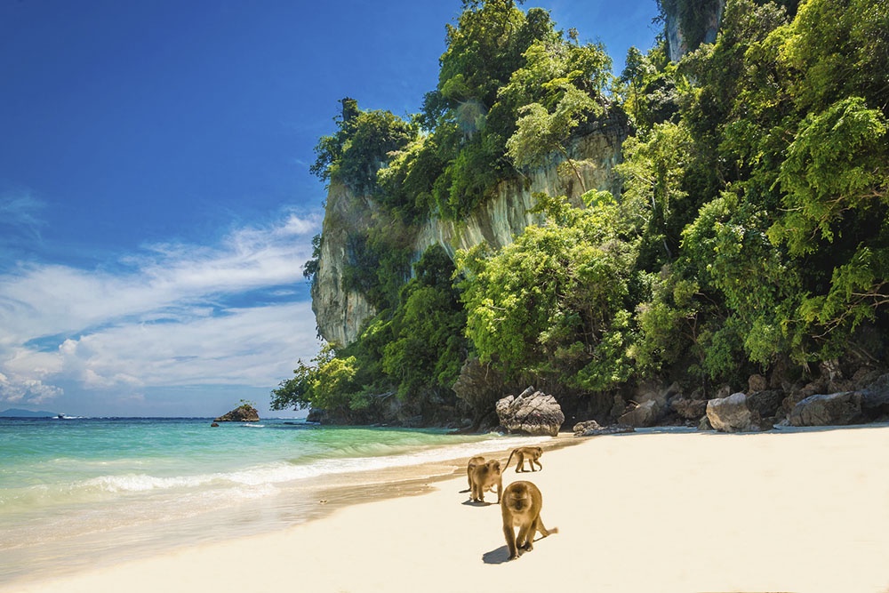 Обезьяны ждут пищи на тропическом пляже в Таиланде. Дикие макаки собираются у воды на островах Пхи-Пхи  в ожидании угощения от туристов.