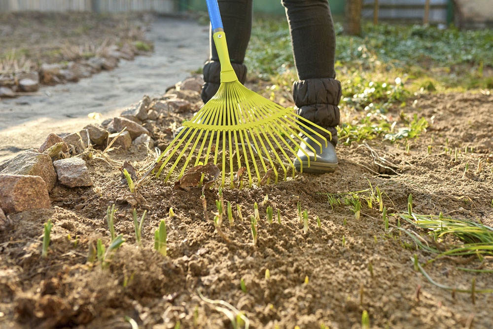 Обработка почвы веерными граблями.