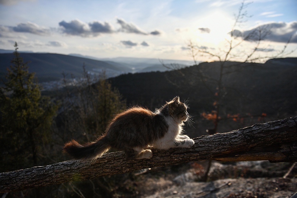 Кот на плато пещерного монастыря. Севастополь.