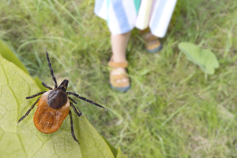 Клещ сидит на листке растения готовый укусить человека.