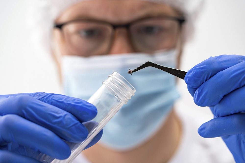 Врач проводит забор клеща для проведения анализов на инфекции.