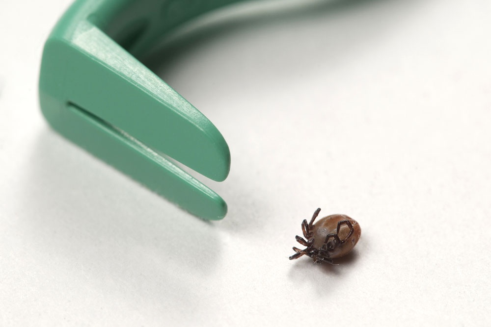 Устройство для удаления клеща и клещ.