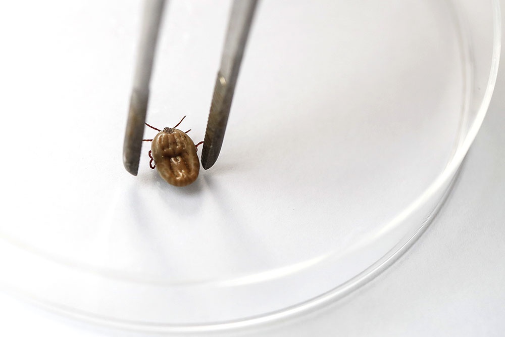 Резкое вытаскивание клеща оставляет хоботок в коже - это грозит воспалением и инфекцией.