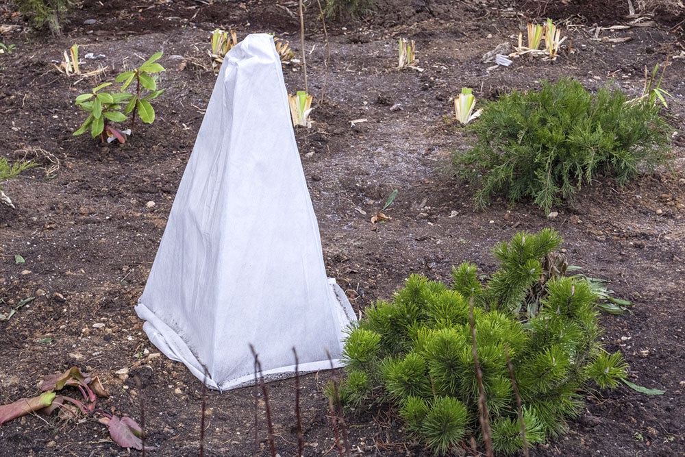 Цветы укрыты от мороза.