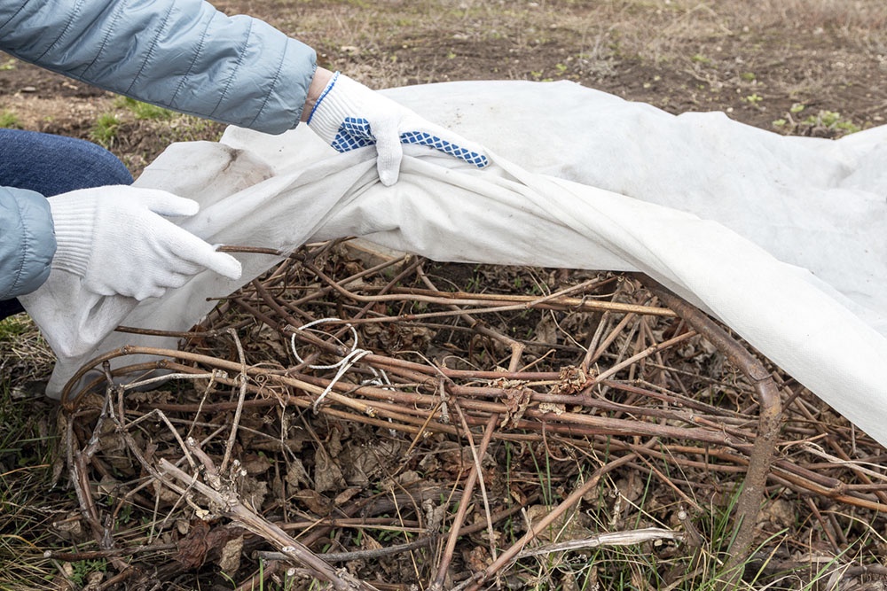Виноградная лоза прикрыта спанбондом.