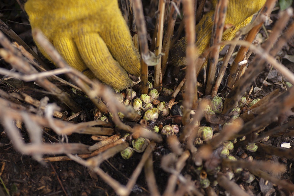 Куст гортензии ранней весной.