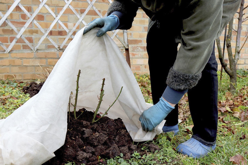 Садовод приоткрывает укрытие с куста розы ранней весной.