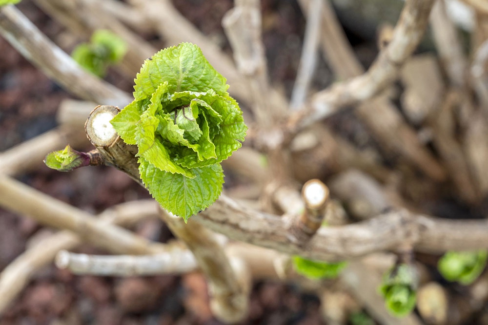 Куст гортензии ранней весной.
