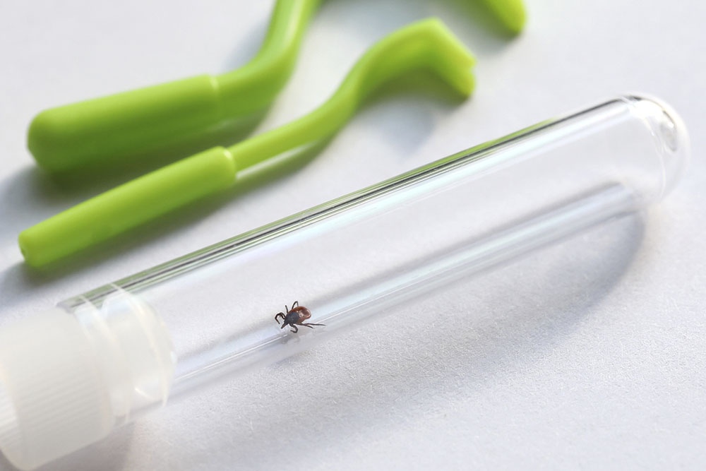 Клещ в контейнере, для проведения анализа на носительство опасных заболеваний.