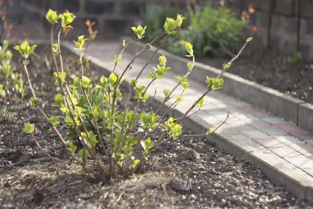 Куст гортензии ранней весной в саду.