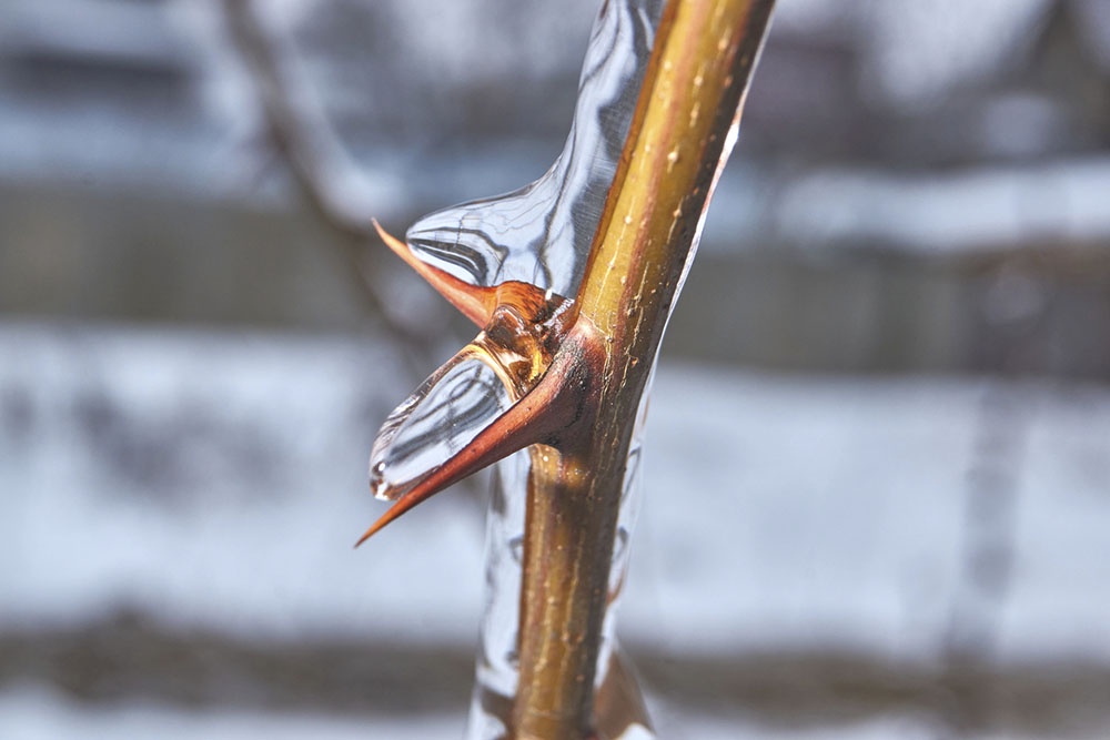 Куст розы во льду, заморозки.