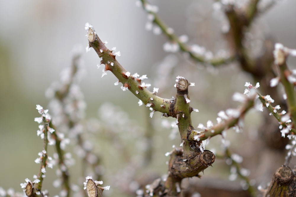 Иней на кусте розы весной.