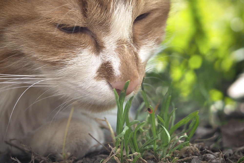 Кошка в траве, по траве ползет клещ.