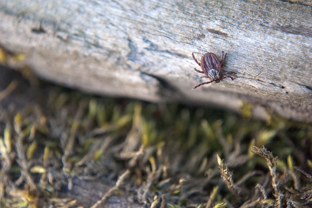 Клещ  Ixodes ricinu в траве на участке.