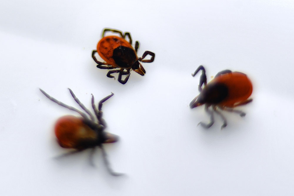 Клещи на белой ткани.