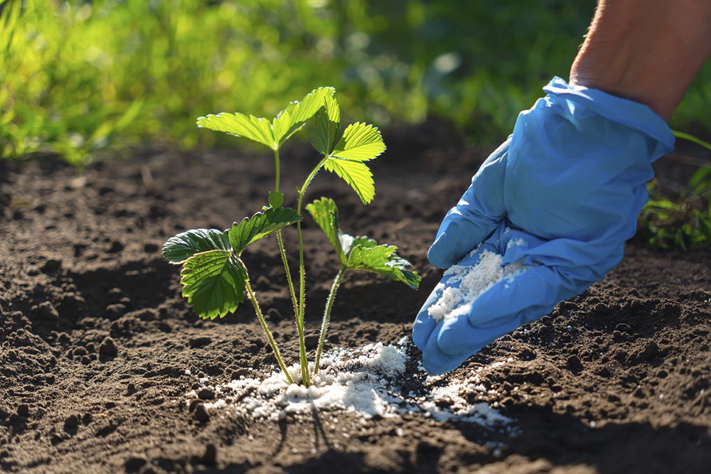 Минеральное удобрение, весенняя подкормка растений.