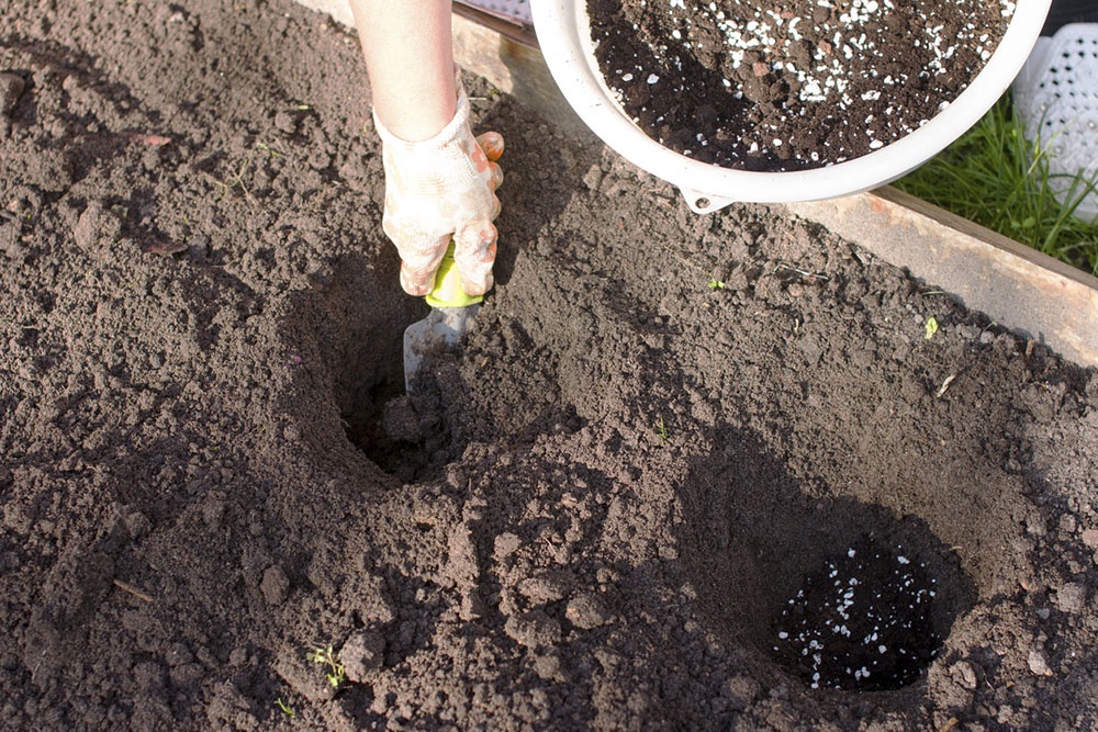Внесение удобрений в лунку перед посадкой рассады.