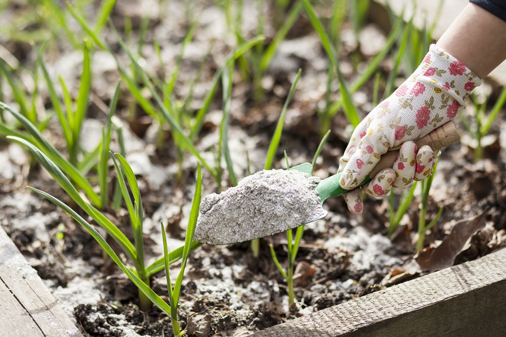 Зола, удобрять почву ранней весной в саду органическим удобрением.