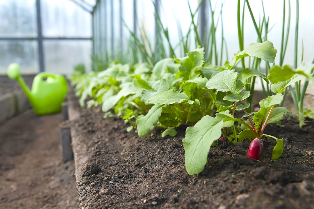 Редис и стебли лука  в теплице, ранний урожай.