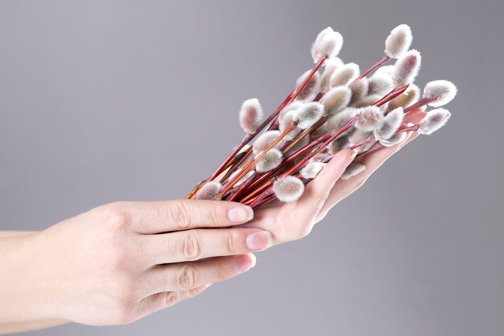 Человек протягивает веточки вербы, поздравление с праздником.