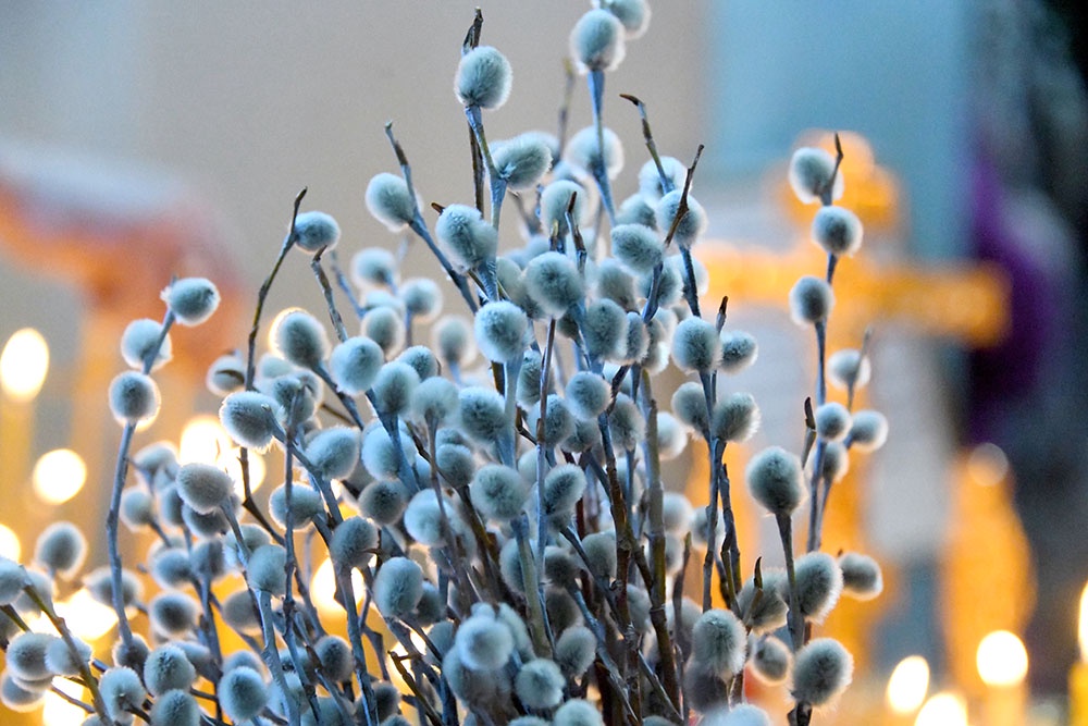 Веточки вербы.