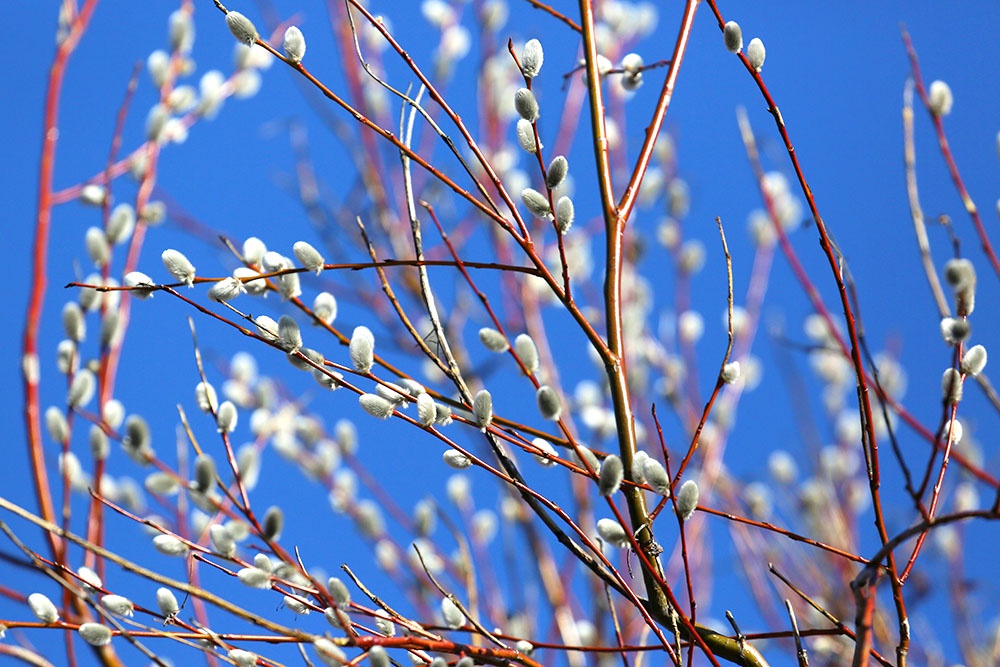 Веточки вербы на фоне голубого неба.