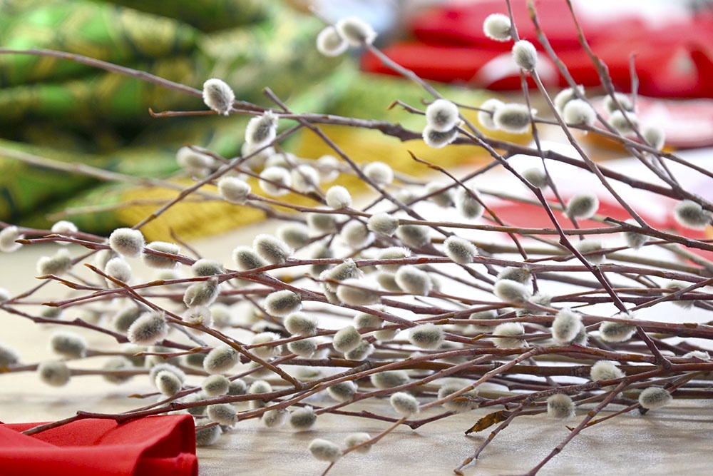 Веточки вербы.