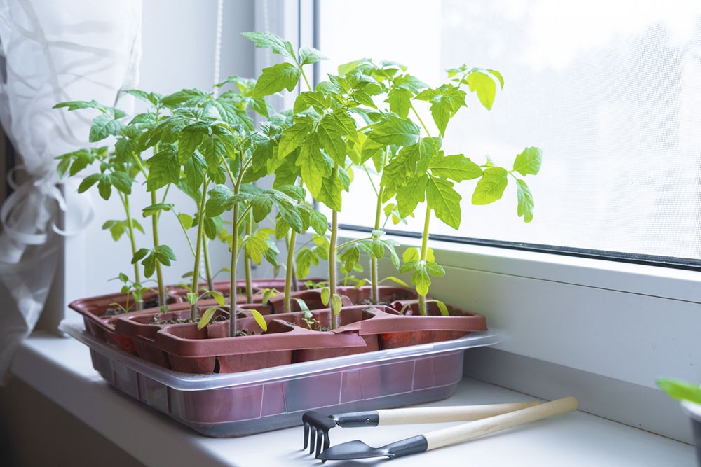 Рассада томатов на подоконнике, подготовка в к высадке рассады в теплицу.