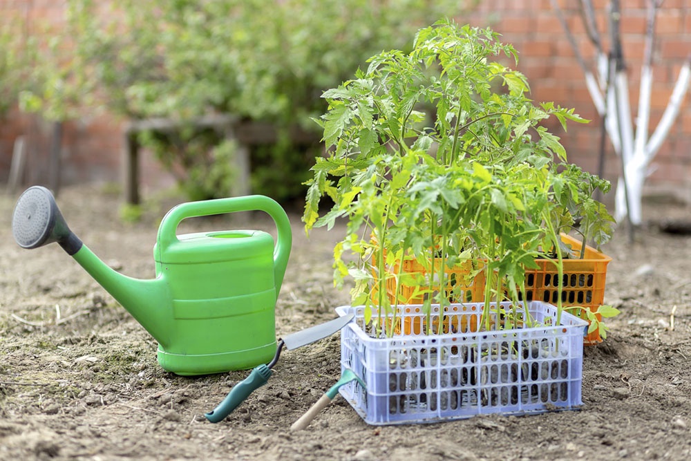 Высадка рассады ранней весной.
