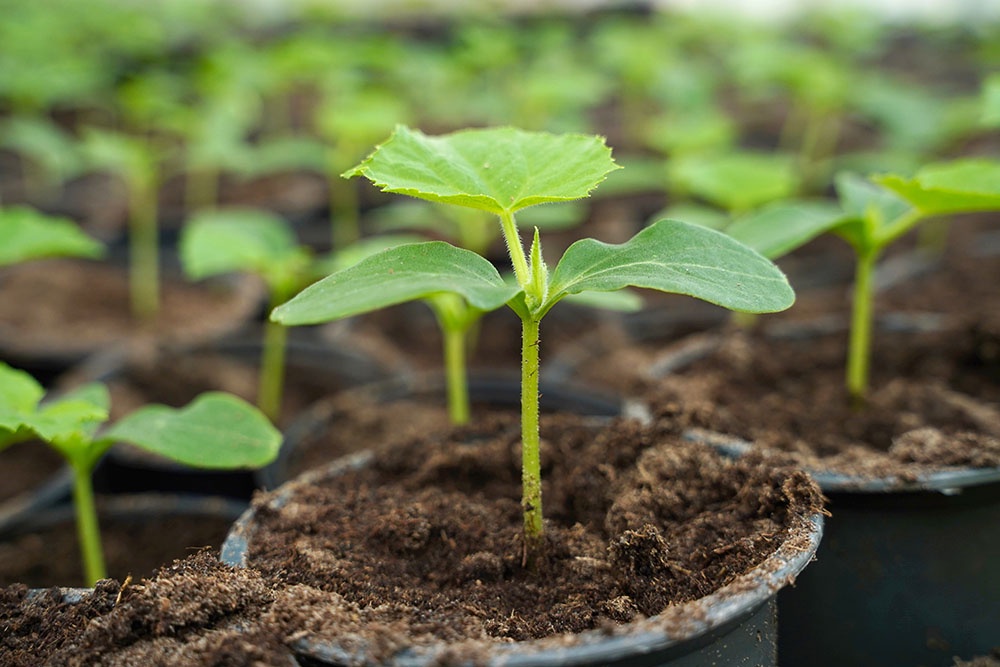 Рассада огурцов для высадки в теплице ранней весной. 