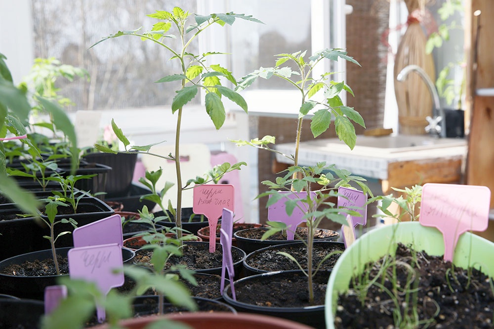 Выращивание рассады в домашней теплице перед дачным сезоном.
