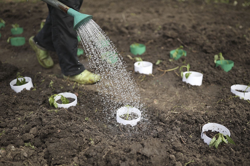 Полив растений в теплице из лейки.