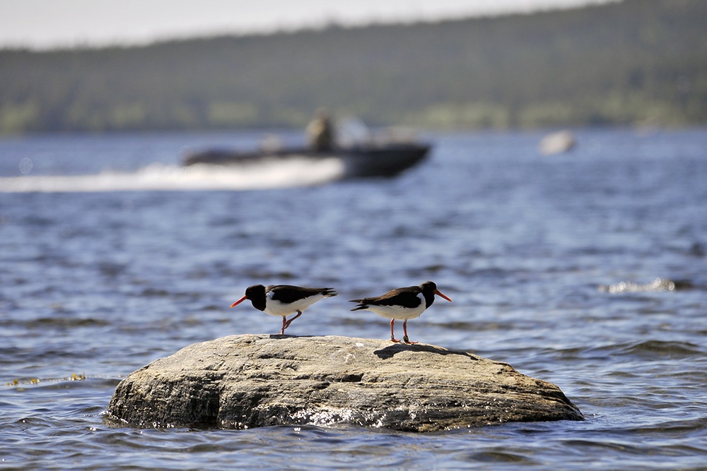 Кулик-сорока (Haematopus ostralegus) в Кандалакшском государственном природном заповеднике (Мурманская область). Кулик-сорока - краснокнижный вид, гнездящийся на морских побережьях и питающийся моллюсками.