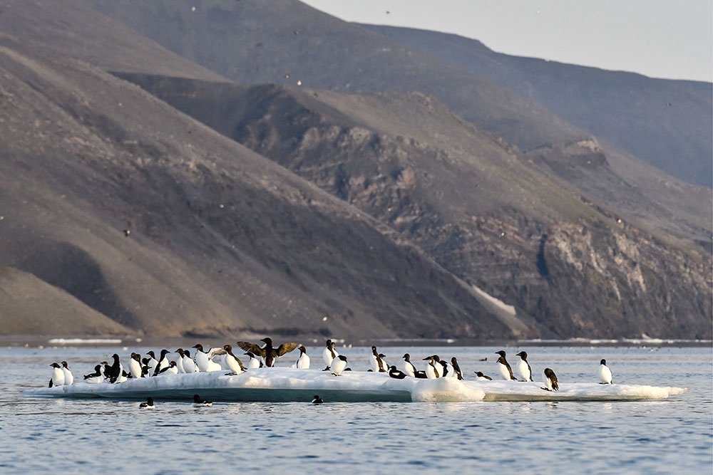 Кайры на льду у мыса Птичий Базар. Остров Врангеля, Чукотка. Заповедник "Остров Врангеля" - объект Всемирного наследия ЮНЕСКО и самое северное место массового гнездования морских птиц в российской Арктике.