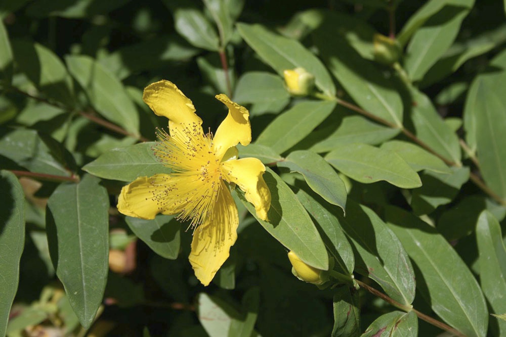 Зверобой чашечковидный, Hypericum calycinum, биологический способ борьбы с сорняками.