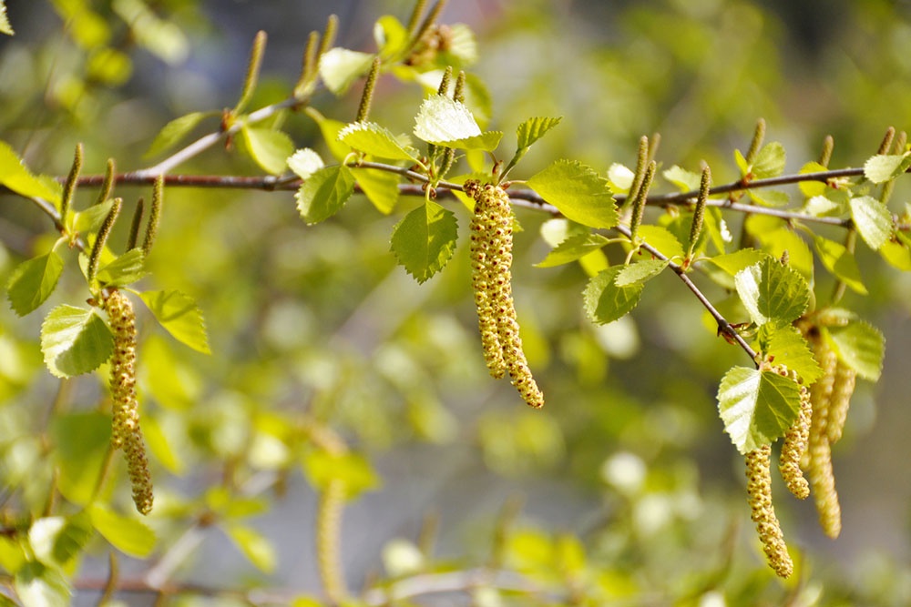 Березовых сережки, цветение березы,  пыльца, сезонная аллергия на березу.