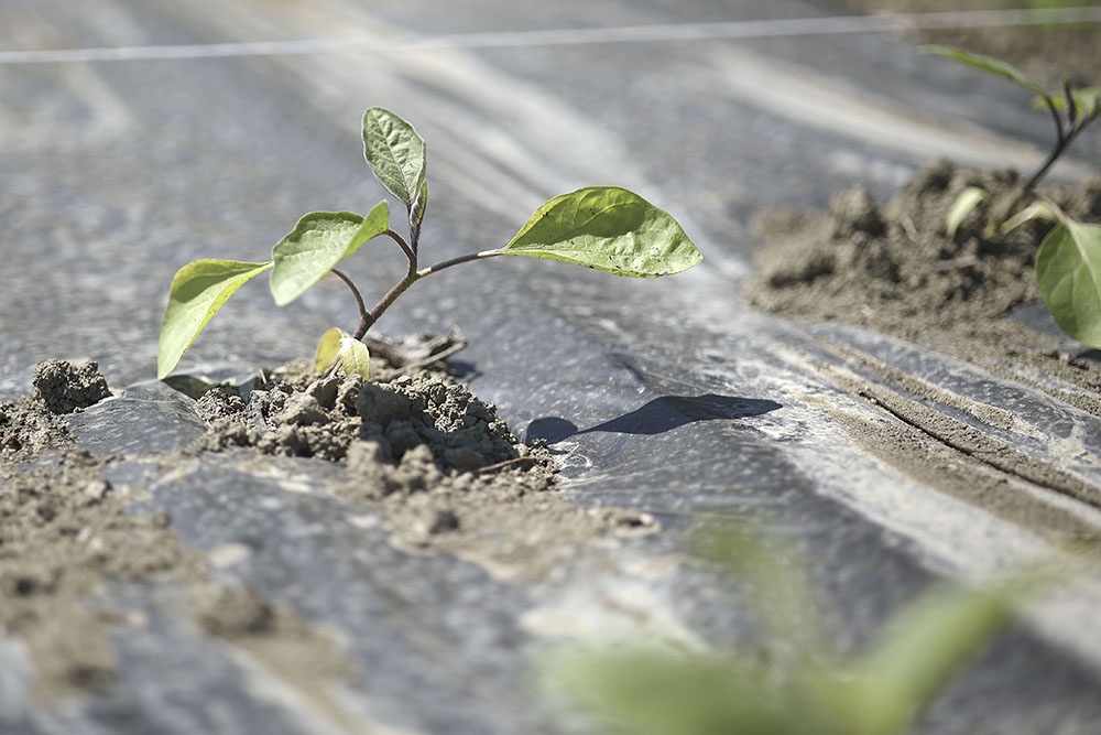 Мульчирование, неорганическая мульча, пленка.