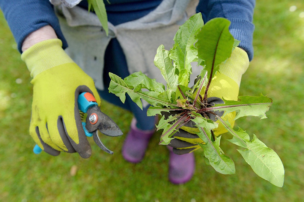 Ручная прополка грядки - удаление сорняков вместе с корнями. Экологичный метод борьбы с сорными растениями на огороде.