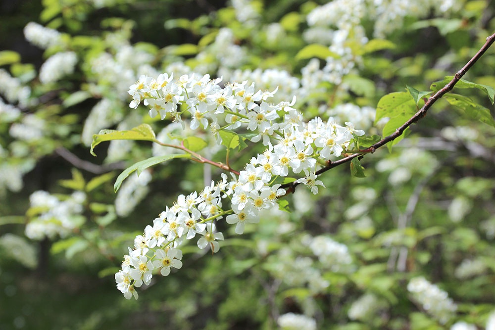 Цветы черемухи весной, примета к потеплению и сигнал к проведению работ по посадке картофеля весной.