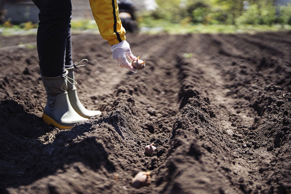 Сажать подготовленный и пророщенный картофель.
