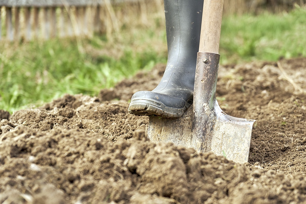 Подготовка почвы к посадке картофеля весной.