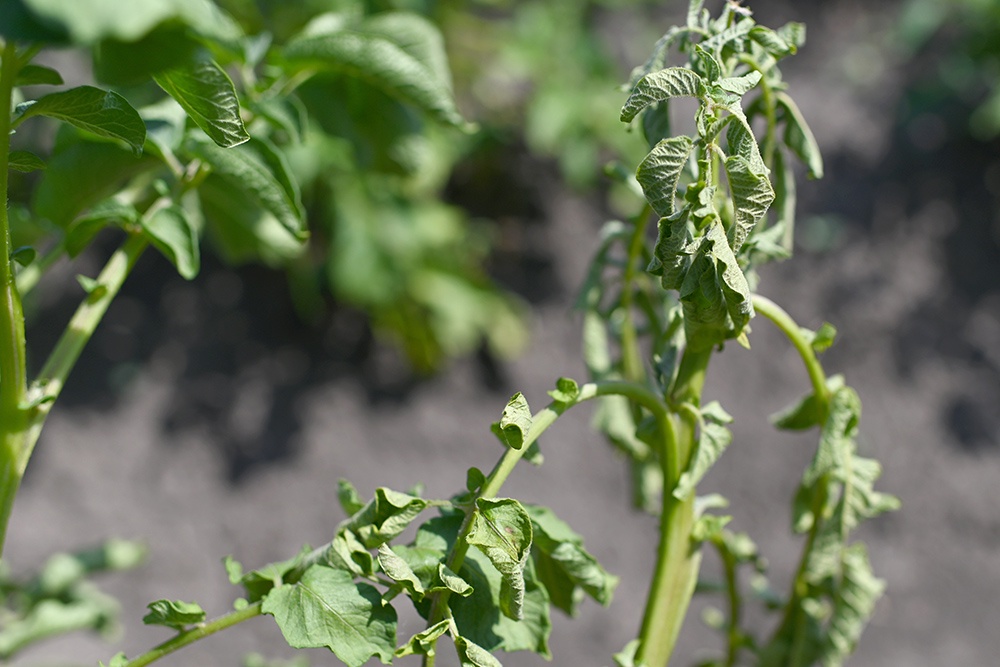 Посевы картофеля, засохшие из-за аномальной жары и недостаточного ухода.