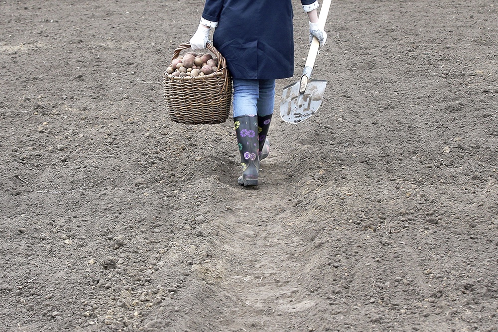 Во время посадки картофеля на дачном участке.