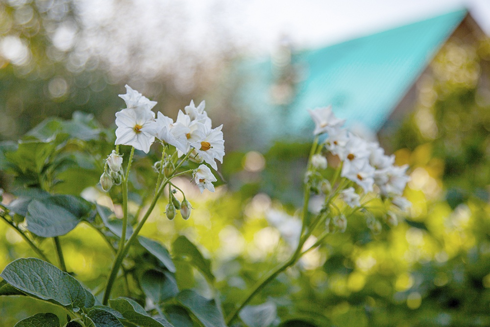 Цветущий картофель на дачном участке.