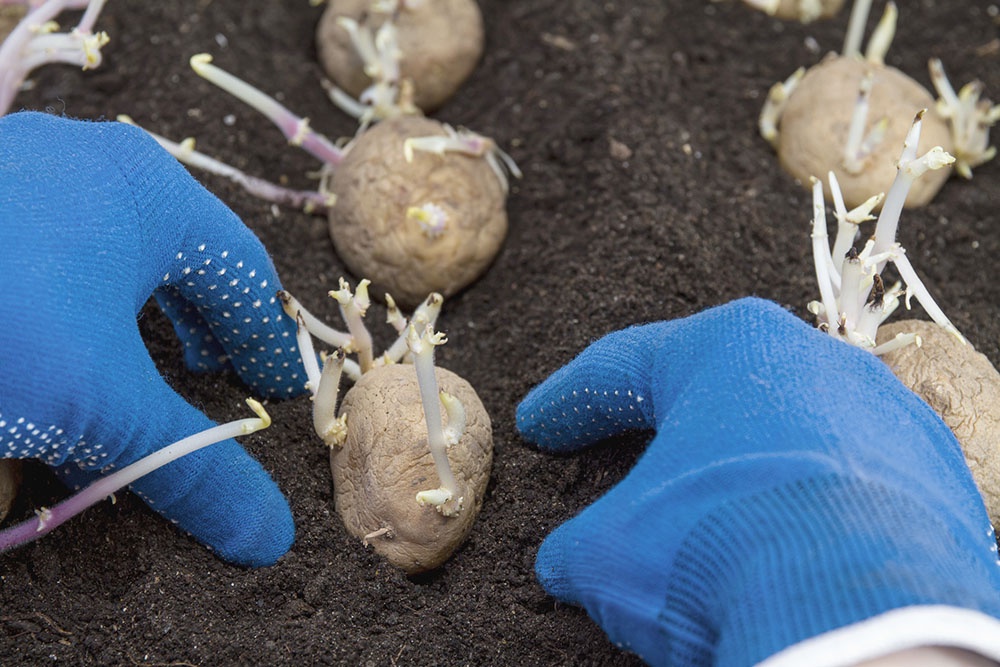 Сажать картофель апреле в открытый грунт.