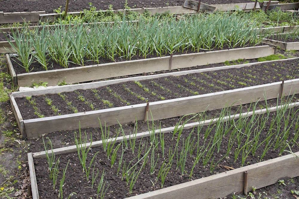 Морковь и лук рассада. Посадить в апреле.