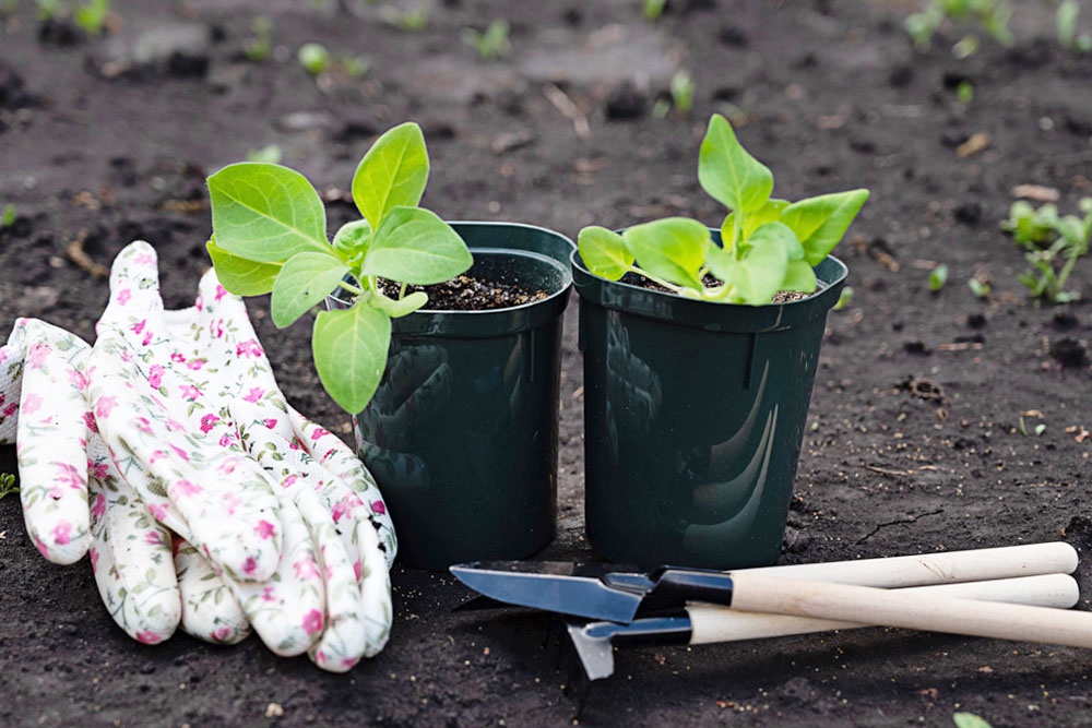 Весенняя посадка рассады на огороде. Что посадить в апреле, список овощей, зелени и рассады.