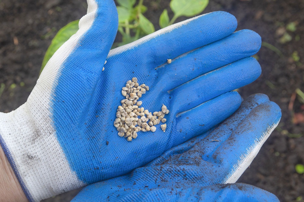 Семена шпината, сеять в открытый грунт.